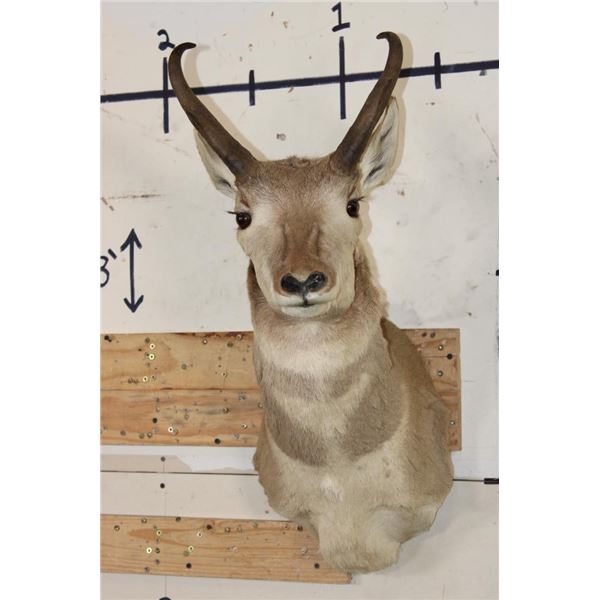 PRONGHORN Shoulder Mount