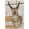 Image 1 : PRONGHORN Shoulder Mount