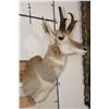 Image 3 : PRONGHORN Shoulder Mount