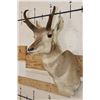 Image 4 : PRONGHORN Shoulder Mount