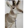 Image 6 : PRONGHORN Shoulder Mount