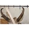 Image 8 : PRONGHORN Shoulder Mount