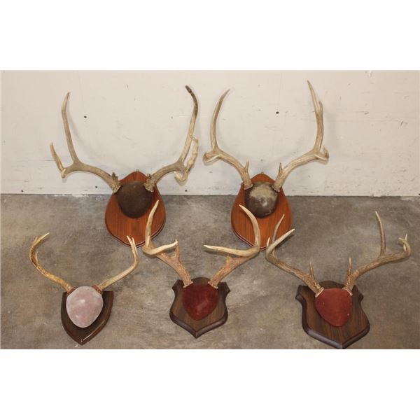 (3) MULE DEER Antler Racks and (2) WHITETAIL DEER Antler Racks all on Wood Plaques (ONE$)