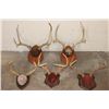 Image 1 : (3) MULE DEER Antler Racks and (2) WHITETAIL DEER Antler Racks all on Wood Plaques (ONE$)