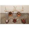 Image 2 : (3) MULE DEER Antler Racks and (2) WHITETAIL DEER Antler Racks all on Wood Plaques (ONE$)