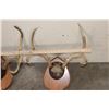 Image 4 : (3) MULE DEER Antler Racks and (2) WHITETAIL DEER Antler Racks all on Wood Plaques (ONE$)
