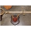 Image 6 : (3) MULE DEER Antler Racks and (2) WHITETAIL DEER Antler Racks all on Wood Plaques (ONE$)