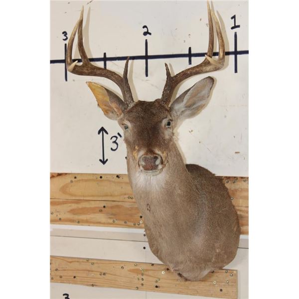 8-Point WHITETAIL DEER Shoulder Mount