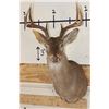 Image 1 : 8-Point WHITETAIL DEER Shoulder Mount
