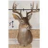 Image 2 : 8-Point WHITETAIL DEER Shoulder Mount