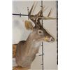 Image 3 : 8-Point WHITETAIL DEER Shoulder Mount