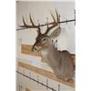 Image 4 : 8-Point WHITETAIL DEER Shoulder Mount