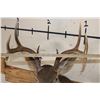 Image 5 : 8-Point WHITETAIL DEER Shoulder Mount