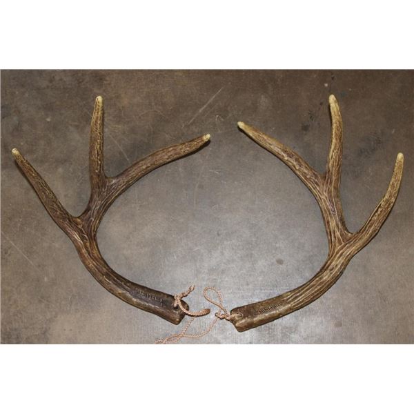 Reproduction Amacker Brand 6-Point WHITETAIL Deer Antler Sheds