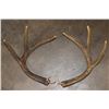 Image 1 : Reproduction Amacker Brand 6-Point WHITETAIL Deer Antler Sheds