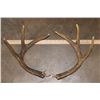 Image 2 : Reproduction Amacker Brand 6-Point WHITETAIL Deer Antler Sheds