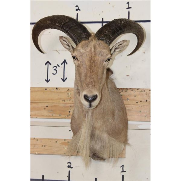 AOUDAD Shoulder Mount