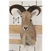 Image 1 : AOUDAD Shoulder Mount