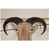 Image 8 : AOUDAD Shoulder Mount