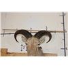 Image 9 : AOUDAD Shoulder Mount