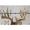 Image 10 : Big with a Heavy 19-Point Rack WHITETAIL DEER Shoulder Mount