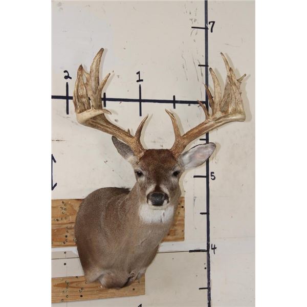 Big with a Heavy 19-Point Rack WHITETAIL DEER Shoulder Mount