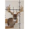 Image 1 : Big with a Heavy 19-Point Rack WHITETAIL DEER Shoulder Mount