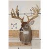 Image 2 : Big with a Heavy 19-Point Rack WHITETAIL DEER Shoulder Mount