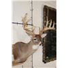 Image 4 : Big with a Heavy 19-Point Rack WHITETAIL DEER Shoulder Mount