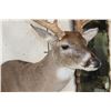 Image 5 : Big with a Heavy 19-Point Rack WHITETAIL DEER Shoulder Mount