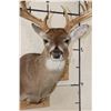 Image 6 : Big with a Heavy 19-Point Rack WHITETAIL DEER Shoulder Mount