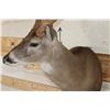 Image 7 : Big with a Heavy 19-Point Rack WHITETAIL DEER Shoulder Mount