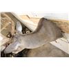Image 8 : Big with a Heavy 19-Point Rack WHITETAIL DEER Shoulder Mount