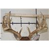 Image 9 : Big with a Heavy 19-Point Rack WHITETAIL DEER Shoulder Mount
