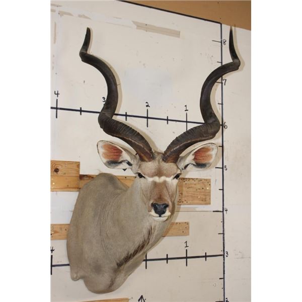 Big KUDU Shoulder Mount