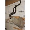 Image 3 : Big KUDU Shoulder Mount