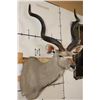 Image 4 : Big KUDU Shoulder Mount