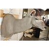 Image 5 : Big KUDU Shoulder Mount