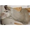 Image 7 : Big KUDU Shoulder Mount