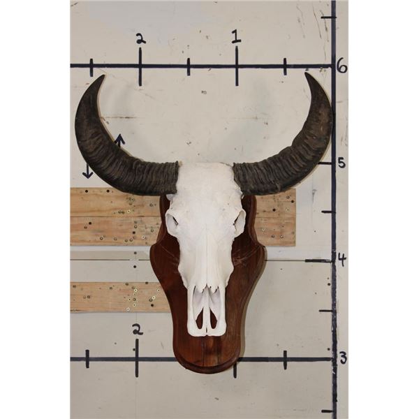 Big WATER BUFFALO Skull on a Wooden Wall Pedestal