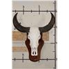 Image 1 : Big WATER BUFFALO Skull on a Wooden Wall Pedestal