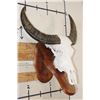 Image 2 : Big WATER BUFFALO Skull on a Wooden Wall Pedestal