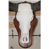 Image 5 : Big WATER BUFFALO Skull on a Wooden Wall Pedestal