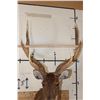 Image 10 : 6-Point RUSA DEER Shoulder Mount
