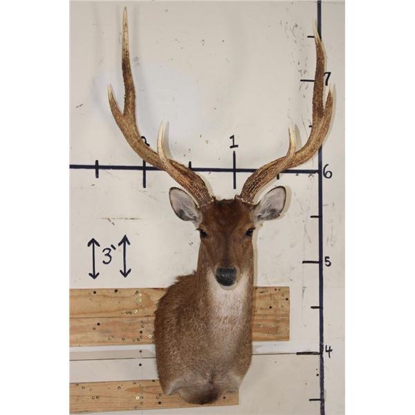 6-Point RUSA DEER Shoulder Mount