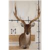 Image 1 : 6-Point RUSA DEER Shoulder Mount