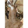 Image 8 : 6-Point RUSA DEER Shoulder Mount