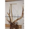 Image 9 : 6-Point RUSA DEER Shoulder Mount