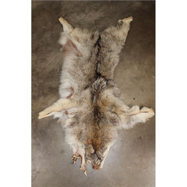 WOLF Hide or Pelt