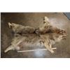 Image 2 : WOLF Hide or Pelt